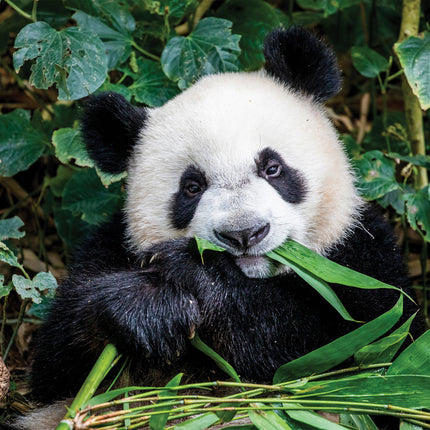 CalendarsRUs Panda Kalender 2026