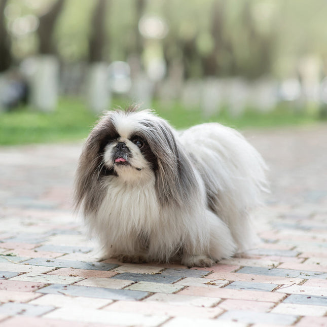 CalendarsRUs Pekingees Kalender 2026