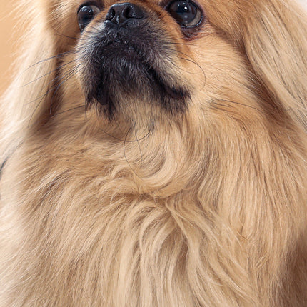 CalendarsRUs Pekingees Slimline Kalender 2026
