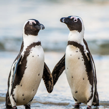 CalendarsRUs Pinguin A3 Kalender 2027