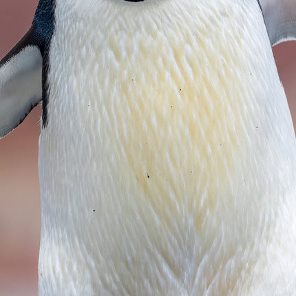 CalendarsRUs Pinguins Slimline Kalender 2026