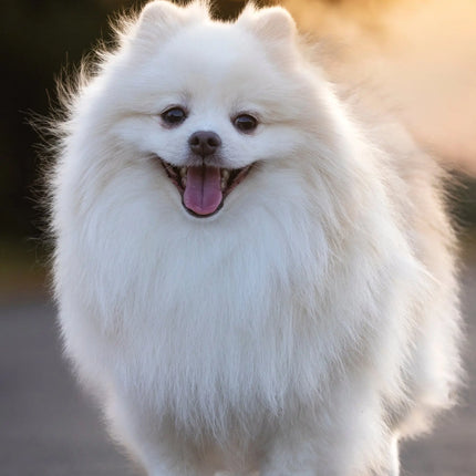 CalendarsRUs Pomeranian A3 Kalender 2027