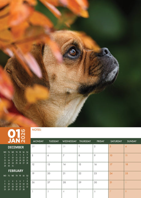 CalendarsRUs Puggle A3 Kalender 2026