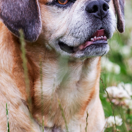 CalendarsRUs Puggle Slimline Kalender 2026