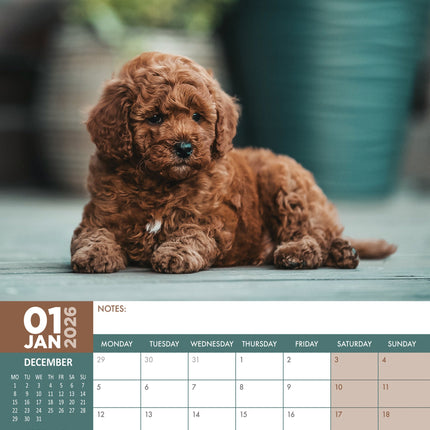 CalendarsRUs Puppies A3 Kalender 2026