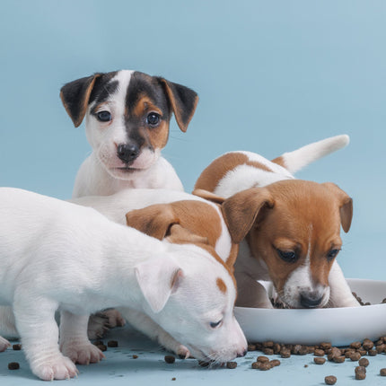 CalendarsRUs Puppies A3 Kalender 2026