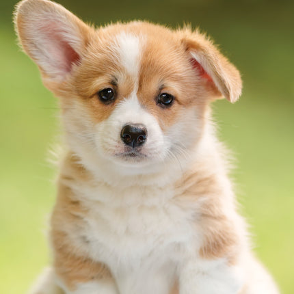 CalendarsRUs Puppies A3 Kalender 2027