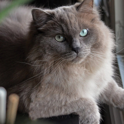 CalendarsRUs Ragdoll A3 Kalender 2027