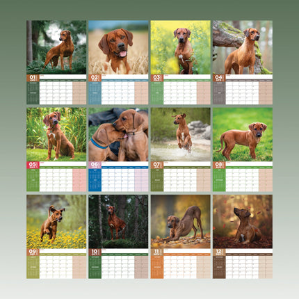 CalendarsRUs Rhodesian Ridgeback A3 Kalender 2026