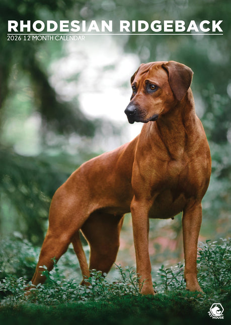 CalendarsRUs Rhodesian Ridgeback A3 Kalender 2026