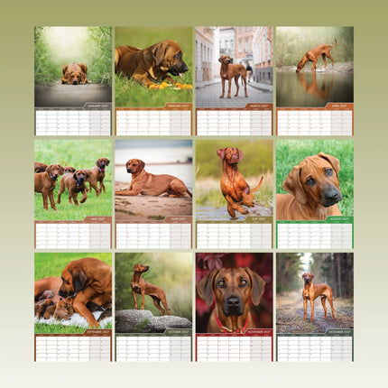 CalendarsRUs Rhodesian Ridgeback A3 Kalender 2027