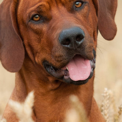 CalendarsRUs Rhodesian Ridgeback Slimline Kalender 2026