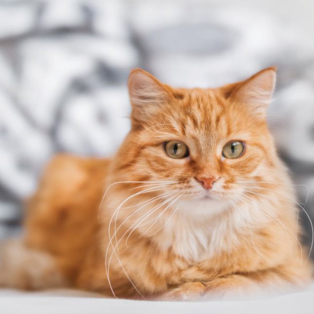 CalendarsRUs Rode Katten Kalender 2026