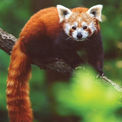 CalendarsRUs Rode Panda A3 Kalender 2027