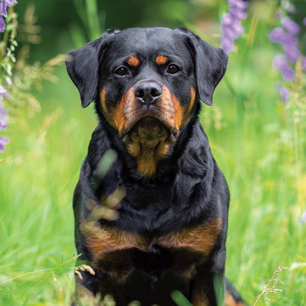CalendarsRUs Rottweiler A3 Kalender 2026