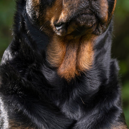 CalendarsRUs Rottweiler Slimline Kalender 2026