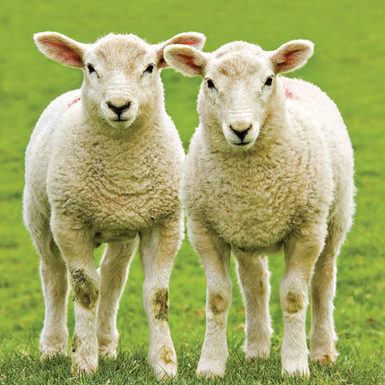 CalendarsRUs Schapen A3 Kalender 2027