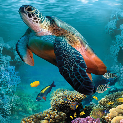 CalendarsRUs Schildpadden A3 Kalender 2027
