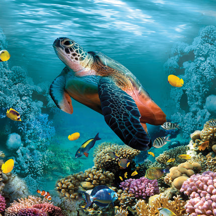 CalendarsRUs Schildpadden Kalender 2026