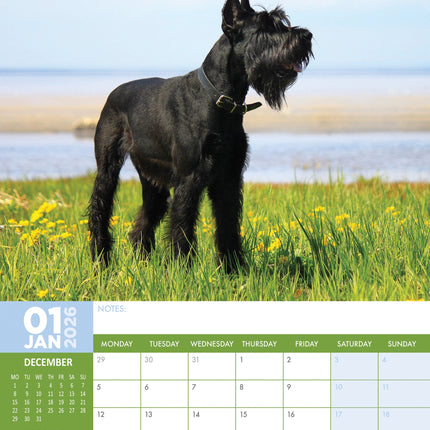 CalendarsRUs Schnauzer A3 Kalender 2027