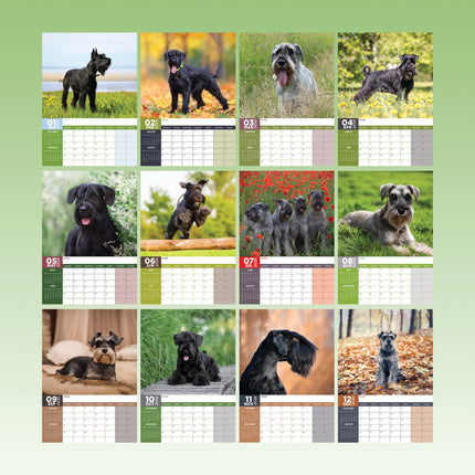 CalendarsRUs Schnauzer A3 Kalender 2027