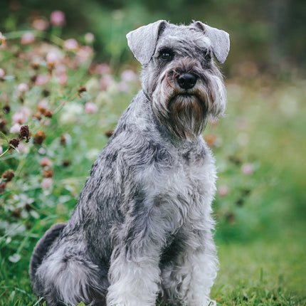 CalendarsRUs Schnauzer A3 Kalender 2027