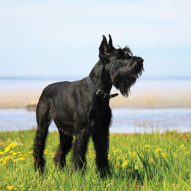 CalendarsRUs Schnauzer Kalender 2026