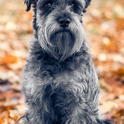 CalendarsRUs Schnauzer Slimline Kalender 2026