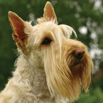 CalendarsRUs Schotse Terrier A3 Kalender 2027