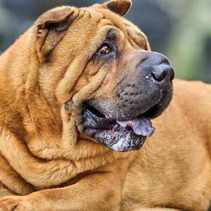 CalendarsRUs Shar Pei A3 Kalender 2027