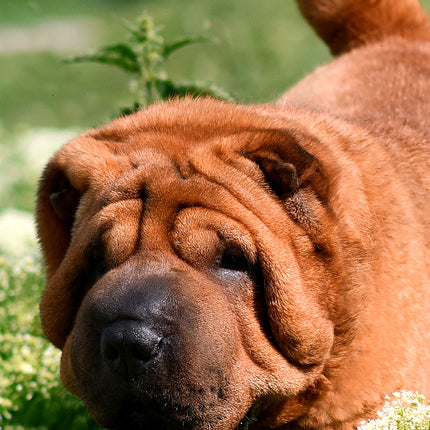 CalendarsRUs Shar Pei Slimline Kalender 2026