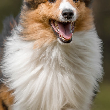 CalendarsRUs Shetland Sheepdog Slimline Kalender 2026