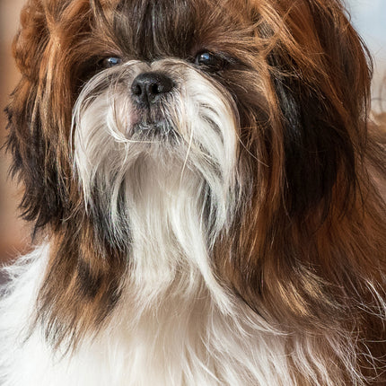 CalendarsRUs Shih Tzu Slimline Kalender 2026