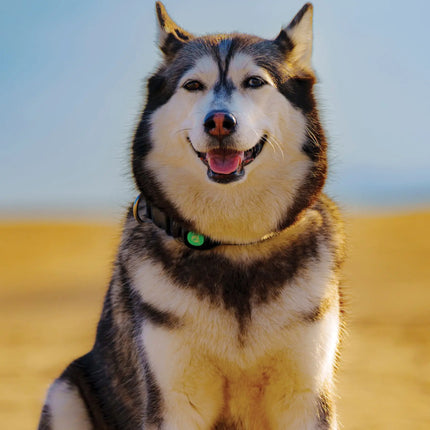 CalendarsRUs Siberian Husky A3 Kalender 2027