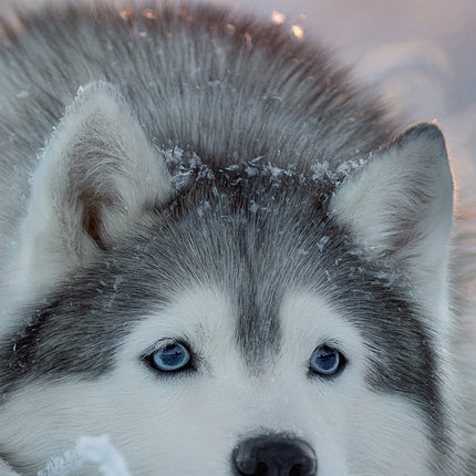 CalendarsRUs Siberian Husky Slimline Kalender 2026