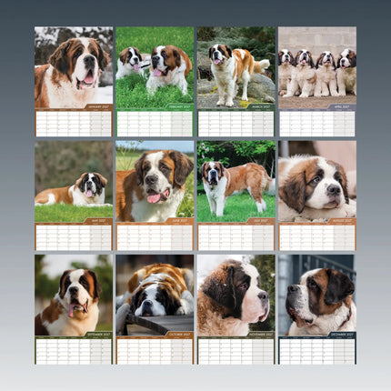 CalendarsRUs Sint Bernard A3 Kalender 2027
