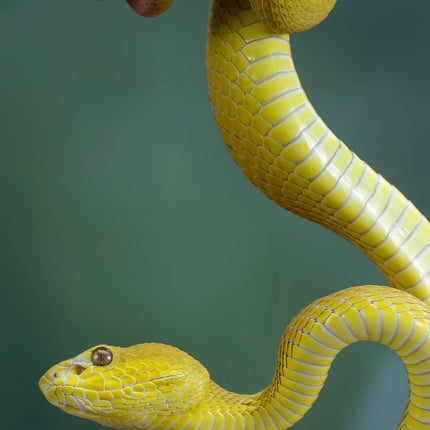 CalendarsRUs Slangen Slimline Kalender 2026