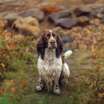 CalendarsRUs Springer Spaniel Kalender 2026