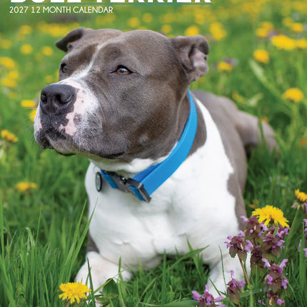 CalendarsRUs Staffordshire Bull Terrier A3 Kalender 2027