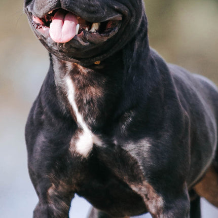 CalendarsRUs Staffordshire Bull Terrier Slimline Kalender 2026