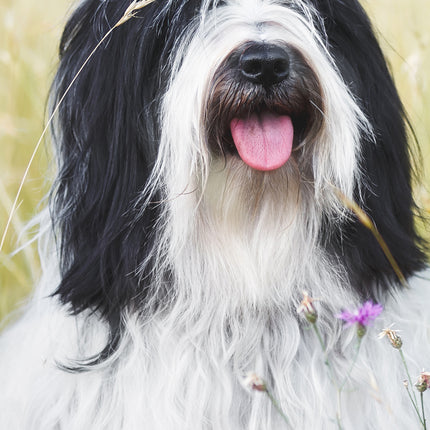 CalendarsRUs Tibetaanse Terrier Slimline Kalender 2026