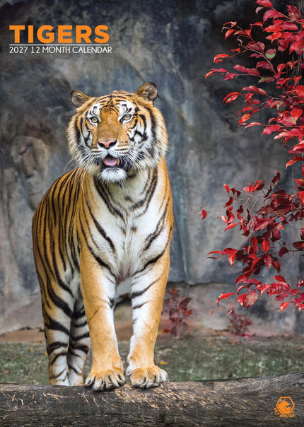 CalendarsRUs Tijger A3 Kalender 2027