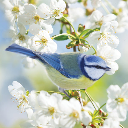 CalendarsRUs Tuinvogels A3 Kalender 2027