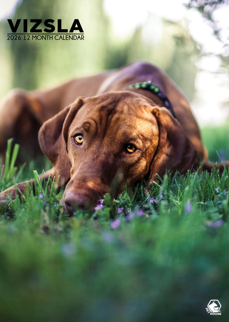 CalendarsRUs Vizsla A3 Kalender 2026