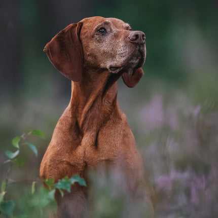 CalendarsRUs Vizsla A3 Kalender 2027