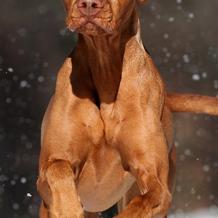 CalendarsRUs Vizsla Slimline Kalender 2026