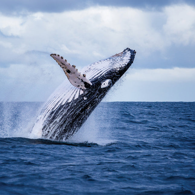 CalendarsRUs Walvissen Kalender 2026