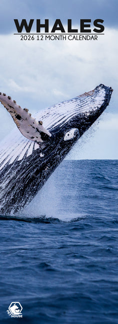 CalendarsRUs Walvissen Slimline Kalender 2026