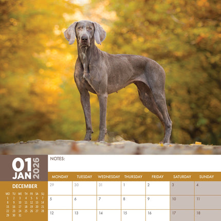 CalendarsRUs Weimaraner A3 Kalender 2026