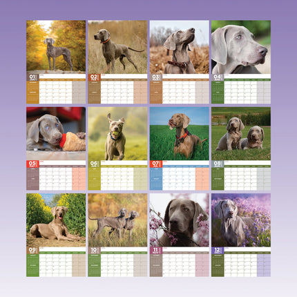 CalendarsRUs Weimaraner A3 Kalender 2026